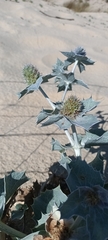 Eryngium maritimum