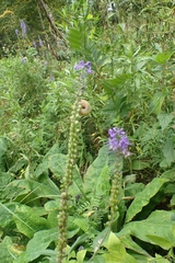 Veronica longifolia