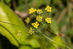 Bupleurum kaoi