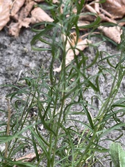 Senecio inaequidens
