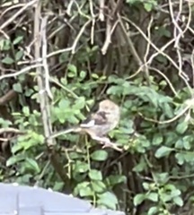 Pipilo erythrophthalmus