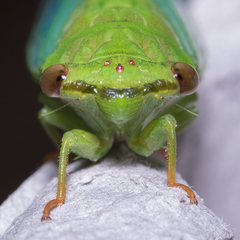 Chremistica ochracea