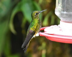 Boissonneaua flavescens