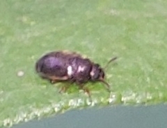 Brachypterus