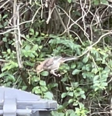 Pipilo erythrophthalmus