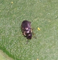 Brachypterus