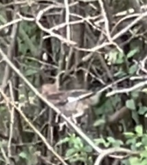 Pipilo erythrophthalmus