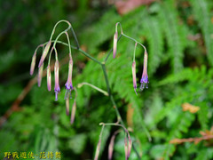 Notoseris melanantha