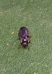 Brachypterus