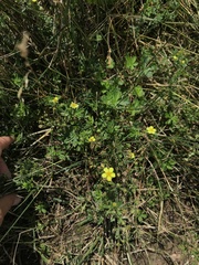 Potentilla argentea