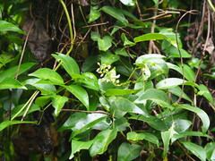 Derris trifoliata