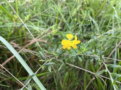 Lotus corniculatus