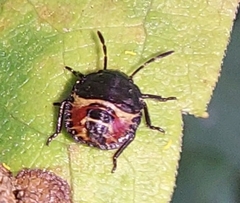 Dolycoris baccarum