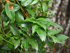 Derris trifoliata