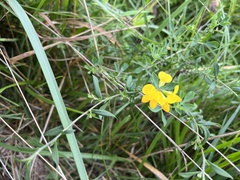 Lotus corniculatus