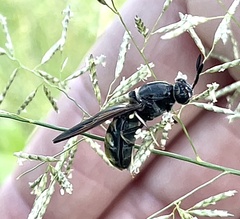 Hermetia subpellucida