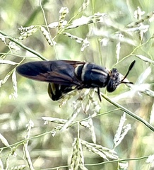 Hermetia subpellucida