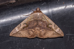 Hypopyra vespertilio