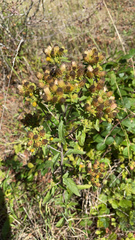 Pentanema squarrosum