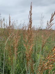 Sorghastrum nutans