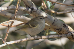 Phylloscopus humei