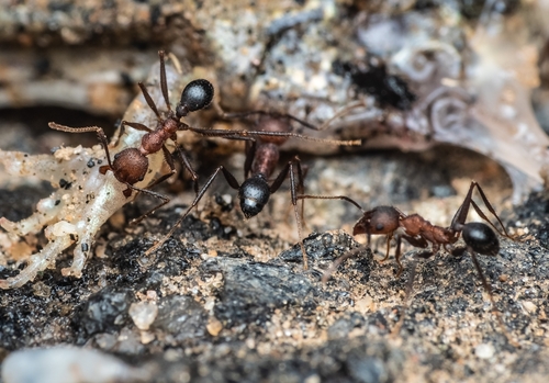 Pheidole spathiferaPheidole spathifera