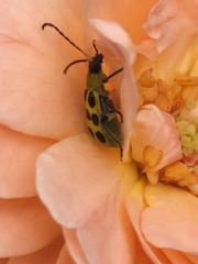 Diabrotica undecimpunctata