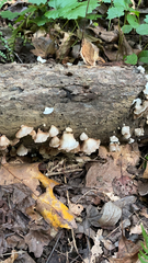 Crepidotus applanatus