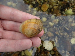 Ruditapes decussatus