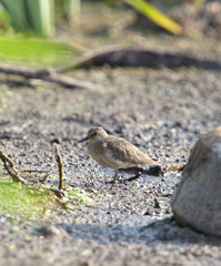 Calidris temminckii