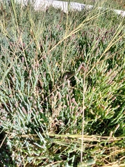 Salicornia