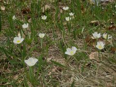 Ranunculus kuepferi
