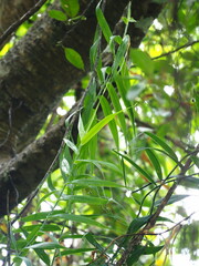 Flagellaria indica