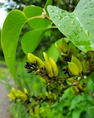 Syringa