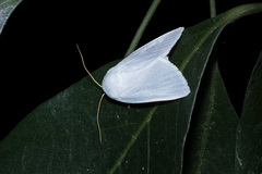 Chasmina candida