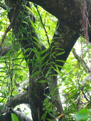 Flagellaria indica