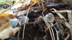 Cortinarius hemitrichus