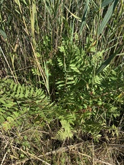 Osmunda regalis