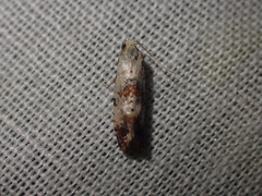 Neocochylis hybridella
