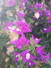 Bougainvillea glabra