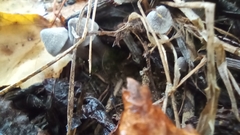 Cortinarius hemitrichus