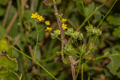 Bupleurum kaoi