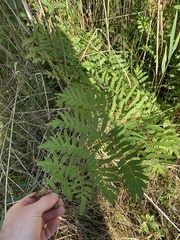 Osmunda regalis