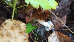 Cortinarius hemitrichus