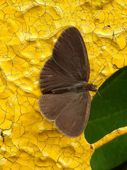Hermeuptychia sosybius