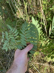 Osmunda regalis