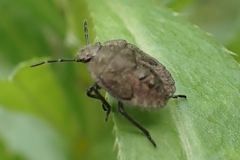Dolycoris baccarum