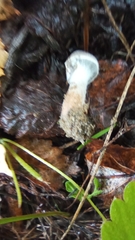 Cortinarius hemitrichus