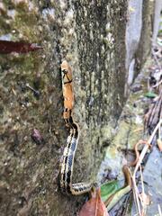Coelognathus radiatus