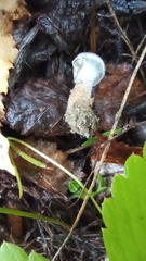 Cortinarius hemitrichus